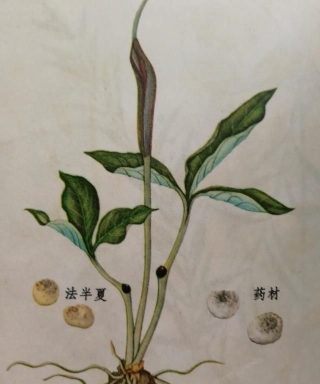 中药的药性及应用,半夏,百部|半夏|百部|药性_新浪新闻