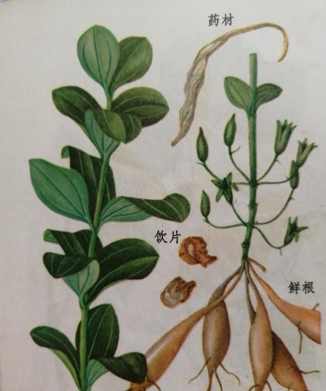 中药的药性及应用,半夏,百部|半夏|百部|药性_新浪新闻