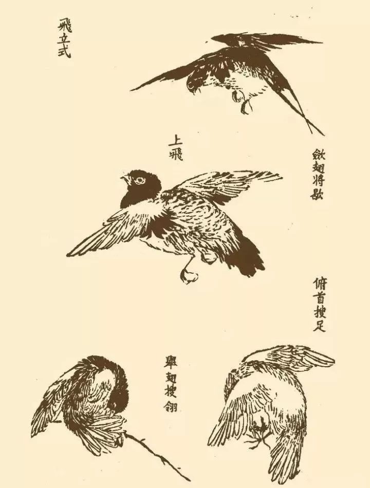 国画中的"武林秘籍",学会这一篇,没有画不好的鸟