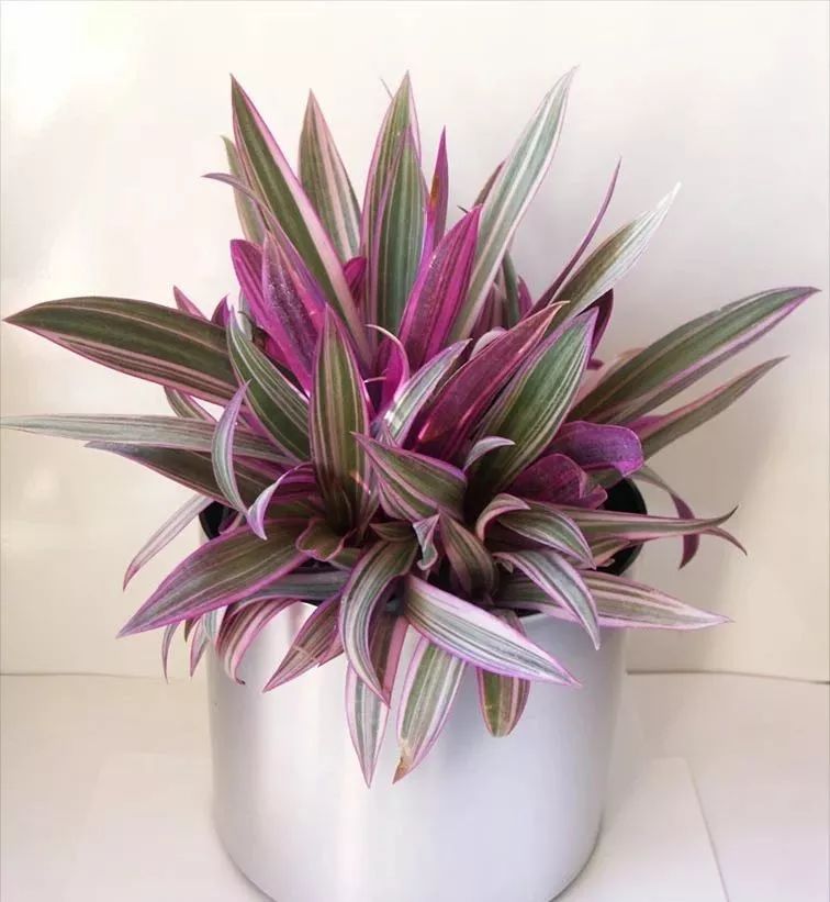 蚌兰花如隐藏在蚌里的珍珠叶子清秀遮阴处也能养好