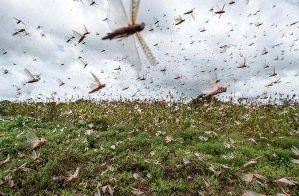 上亿蝗虫突袭印度边境 大军饿肚子 莫迪罕见向巴铁求和!