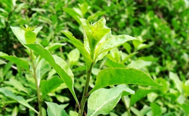 春天吃枸杞头可以清火口味鲜美细嫩略带回味悠长的清苦