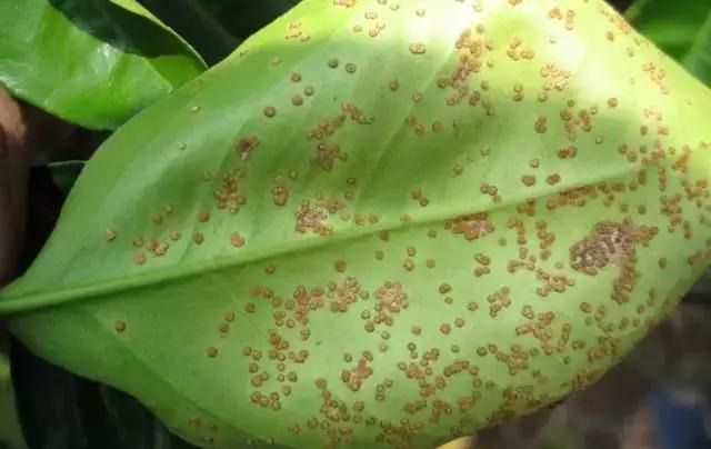 果农询问柑橘叶片有铁锈斑点什么原因造成的