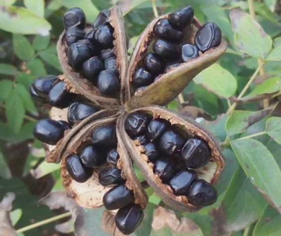 像五角星的果实,可以榨油,被称为世界上最好的油,一斤100元|果实|牡丹