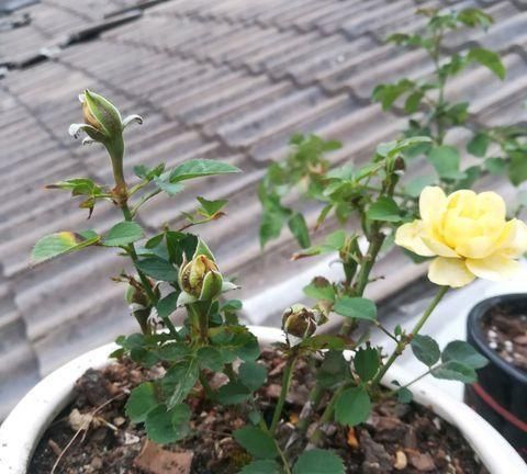 月季花苞生了这小虫子 虫小危害可大了 花苞 月季 月季花 新浪新闻