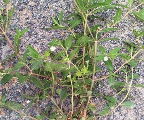 它是"补肾保肝"特效药,农村遍地是,却被误当成杂草,可惜了|莲子|野草