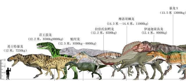 网友制作古生物体型对比图,大象在它们面前如此渺小|霸王龙|恐龙|古