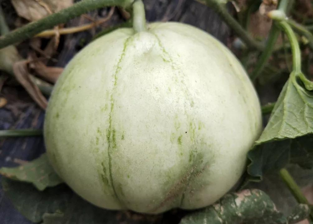 甜瓜有什么好品种