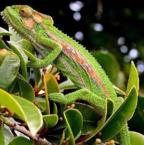 长知识了!地球上5种寿命最短的动物,第一名只能活一天?