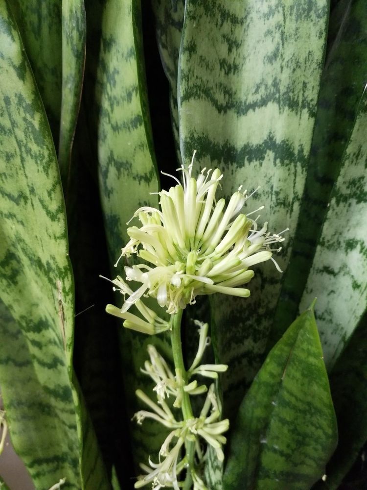 虎皮兰开花见过吗?想要让它开花,两点要做好,叶子油亮又竖直