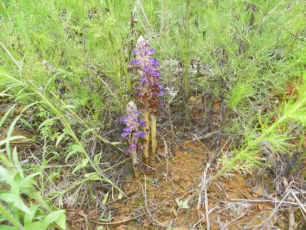 号称"不老草",差点被挖绝,如今十分珍贵,见到请珍惜