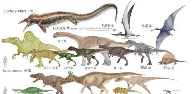 网友制作古生物体型对比图,大象在它们面前如此渺小|霸王龙|恐龙|古