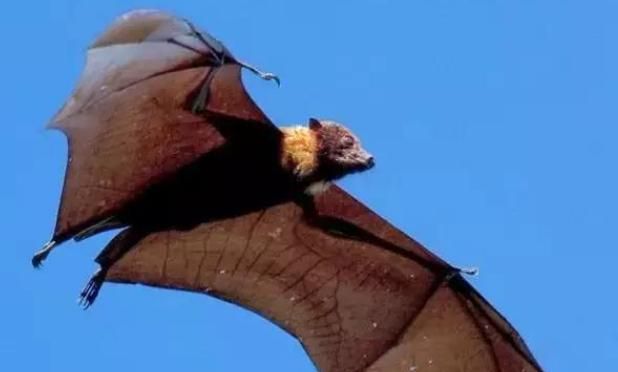 携带上百种病毒却安然无恙,蝙蝠为何如此厉害?原来它一直发烧