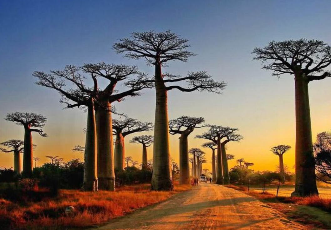 非洲生命之树猴面包树成为网红后引进中国却长这样