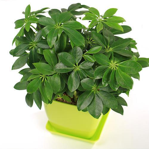 家一盆"鹅掌木",吸收家里废气,天天呼吸新鲜空气