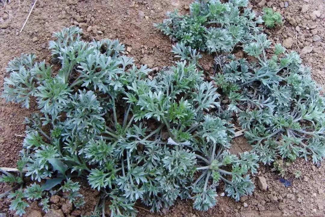 春暖花开,抓紧时间挖些白蒿野菜,尝一尝春天的味道!
