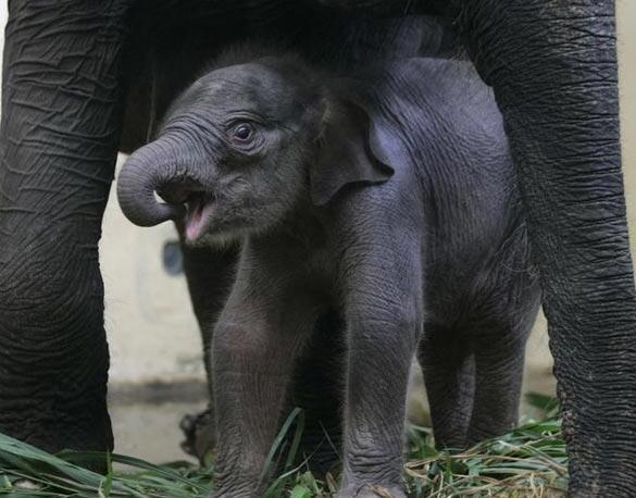 出生刚刚两周的小象原来长这样,吃奶的瞬间超级萌!看了两遍
