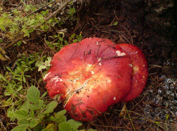 这种菌类了解的人都亲切地叫它"大红菌"