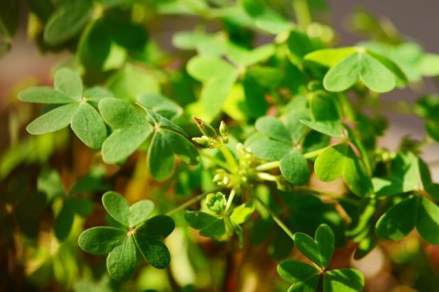 乡下农村路边常见的野菜醡浆草也叫酸溜溜你吃过吗