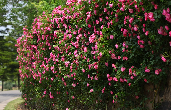 爬藤月季花一要会牵引二要会修剪藤本月季牵引技巧