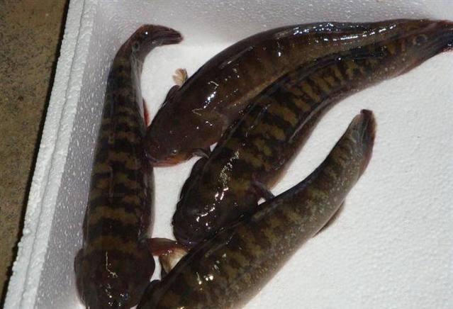 我们叫它"火头鲨",油菜花开时最肥美,如今不多见,你那还有吗