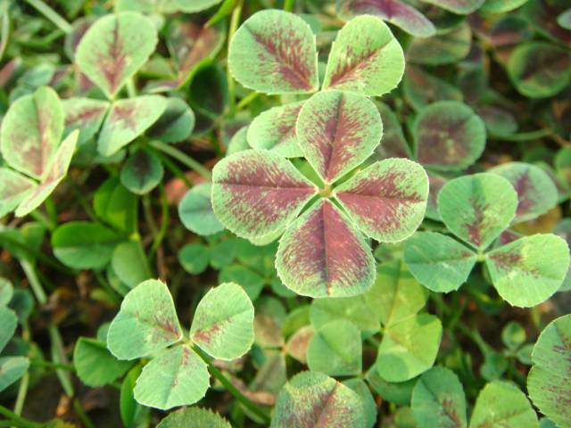 乡下农村路边常见的野菜醡浆草也叫酸溜溜你吃过吗