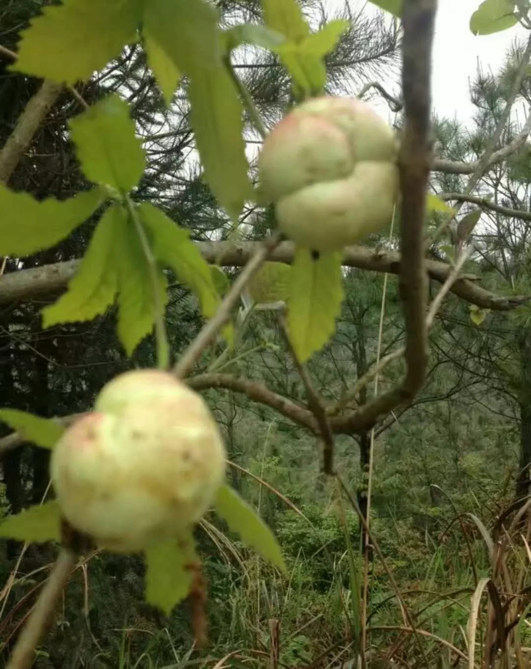 结的果子叫橡子果,小时候经常吃,你吃过吗|橡子|栎树|果实_新浪新闻