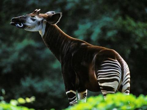 世界最神秘动物——非洲"独角兽",源于童话却又真实存在