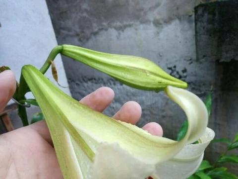 一棵百合2米高 开花50朵 长成树的百合花 你见过吗 一棵百合2米高 开花50朵 长成树的百合花 你见过吗