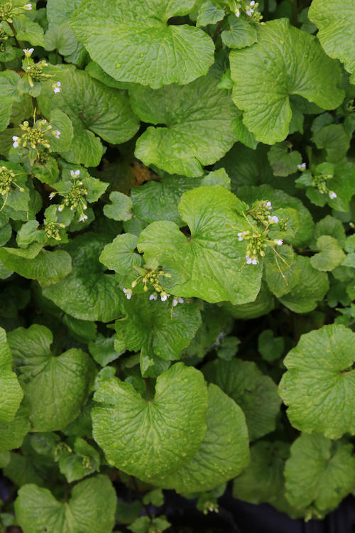 蔬菜山葵的种植技术,种植管理要注意哪些?