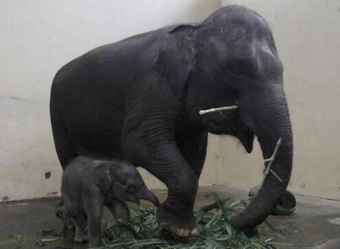 大象和它的幼崽,一只刚刚出生才两周左右的小象.