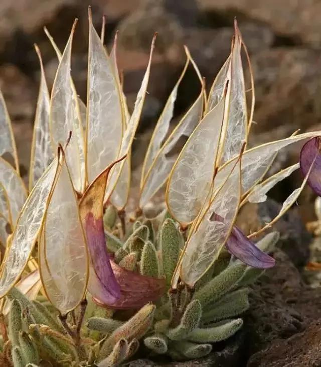 9大濒临灭绝的极品多肉