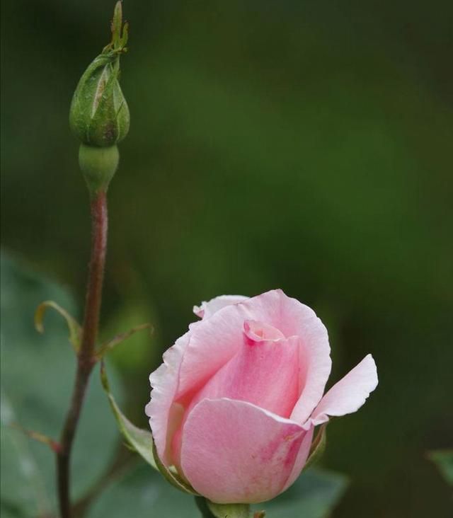 月季花苞生了这小虫子 虫小危害可大了 花苞 月季 月季花 新浪新闻