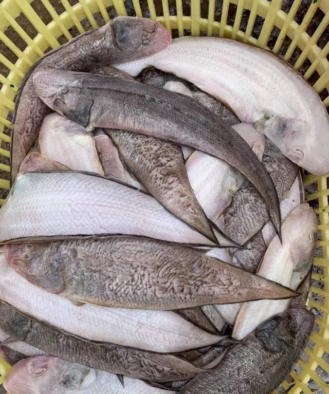 年年有鱼湛江鲜鱼礼包鱼香肥泼火饭细滑流匙