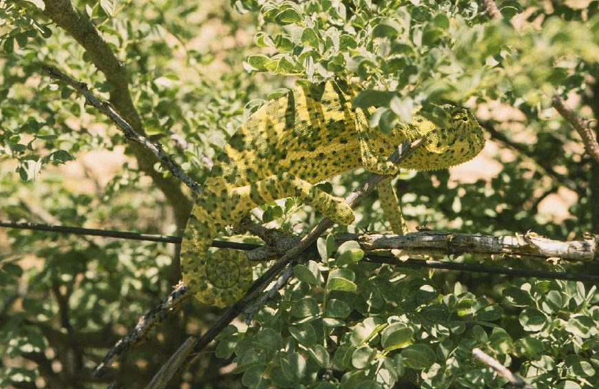 苔藓|变色龙|自然界_新浪新闻