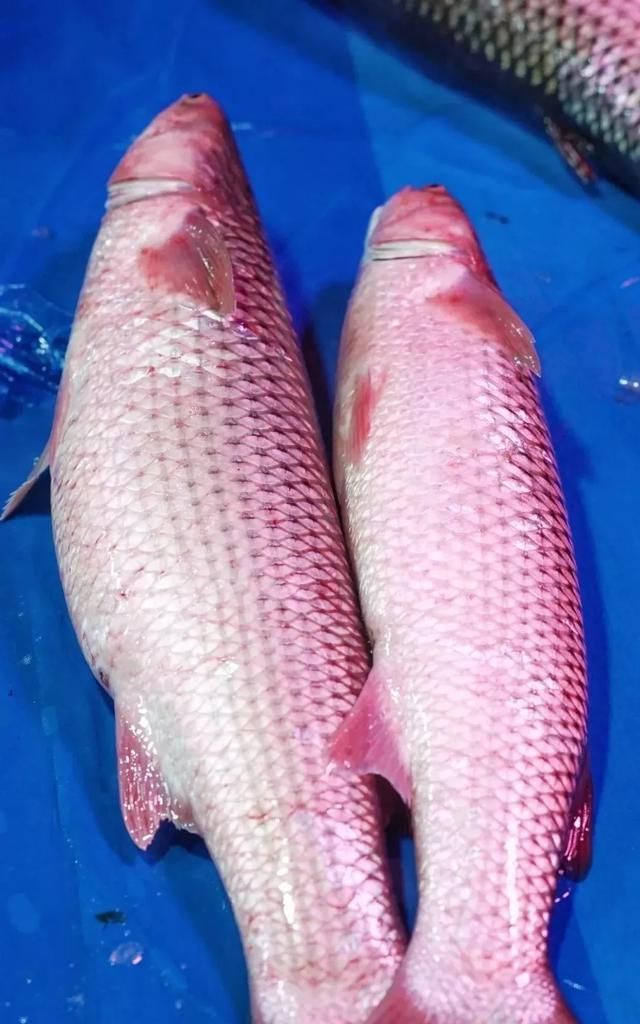 开凌梭上市,18元一斤|梭鱼|青岛|葱姜_新浪新闻