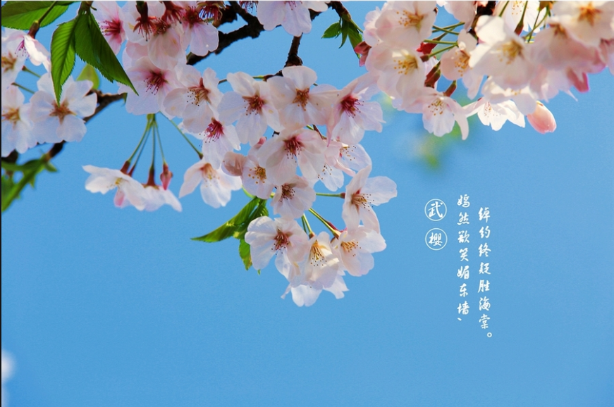 闪电直击·援湖北故事丨武汉的樱花很美 我想和你共赴春光