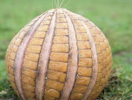 小伙看到地上有只"烂皮球"?刚要去踢,却被旁人拦住了!