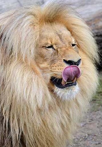 雄狮霸气外露,仅靠一头鬃毛就让人忍不住想扑上去摸!感叹