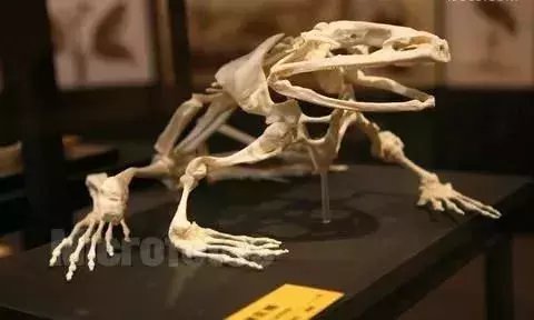 非洲巨蛙竟如人一般高, 现在快要灭绝了吗?