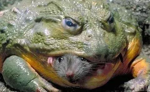 非洲巨蛙竟如人一般高, 现在快要灭绝了吗?