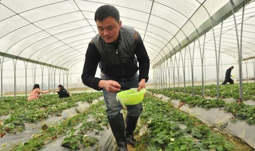 農(nóng)家肥也是發(fā)酵肥，為什么比不上有機(jī)肥