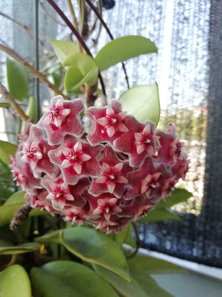 庭院养花不如养盆茼蒿菊花色淡雅花期超长轻松爆成菊花海