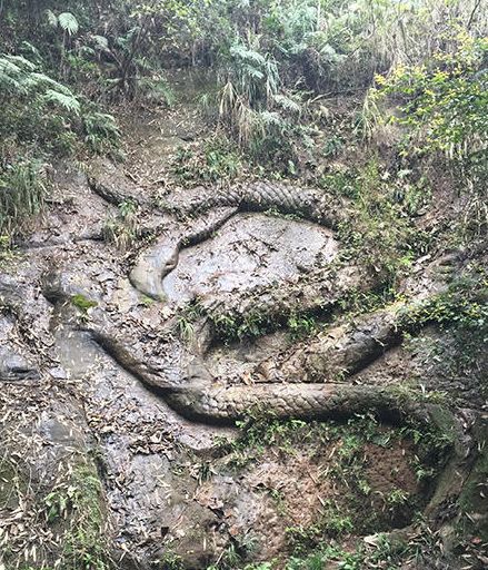 男子遇见传说中的千年石龙,流传百年童谣被证实