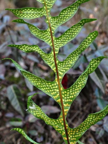 槲蕨生长奇特倩丽高雅如何栽培养护