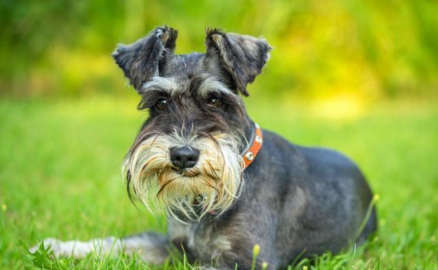 小老头"雪纳瑞",为什么越来越少人养?网友:我怕了