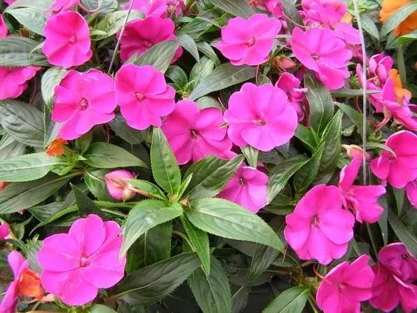 新几内亚凤仙花常年可开花可为啥容易感染白粉病呢