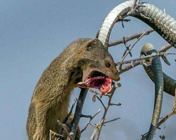 一物降一物, 非洲树蛇被猫鼬偷袭, 最后沦为猫鼬的美食