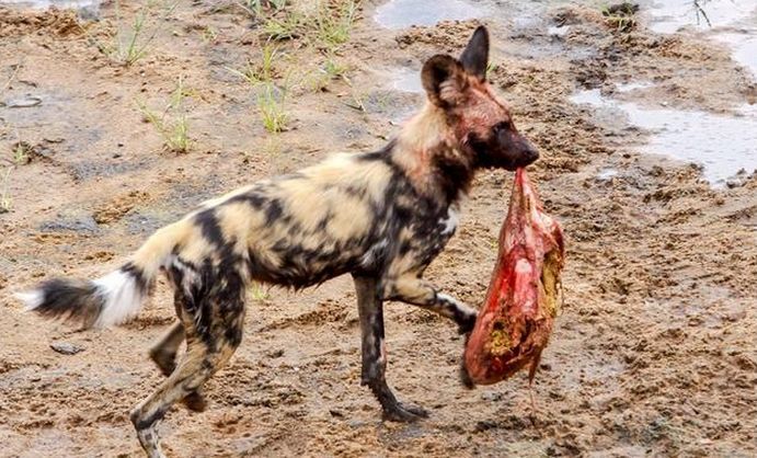 一群野狗用看家本领"掏肛"将猎物杀死,接下来它们竟只挑这些吃