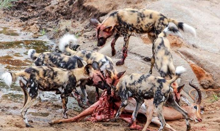 一群野狗用看家本领"掏肛"将猎物杀死,接下来它们竟只挑这些吃